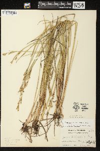 Juncus brevicaudatus image