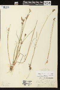 Juncus brevicaudatus image