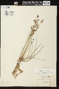 Juncus brevicaudatus image