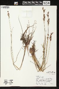 Juncus brevicaudatus image