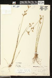 Juncus brevicaudatus image