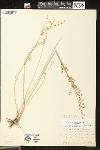 Juncus brevicaudatus image