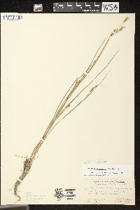 Juncus brevicaudatus image