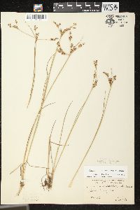 Juncus brevicaudatus image