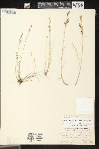 Juncus brevicaudatus image