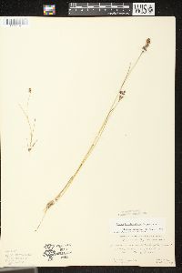 Juncus brevicaudatus image