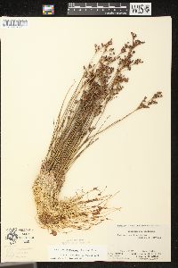 Juncus brevicaudatus image