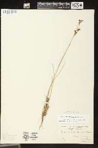 Juncus brevicaudatus image