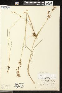 Juncus brevicaudatus image