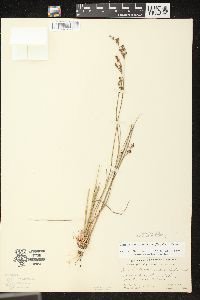 Juncus brevicaudatus image