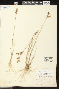 Juncus brevicaudatus image