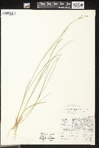 Juncus brevicaudatus image