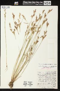 Juncus brevicaudatus image