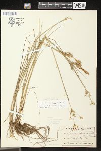 Juncus brevicaudatus image