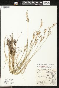 Juncus brevicaudatus image