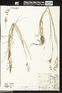 Juncus brevicaudatus image