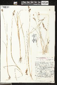 Juncus brevicaudatus image