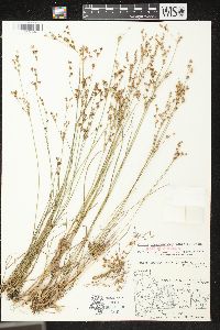 Juncus brevicaudatus image