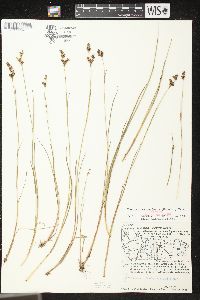 Juncus brevicaudatus image