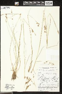 Juncus brevicaudatus image