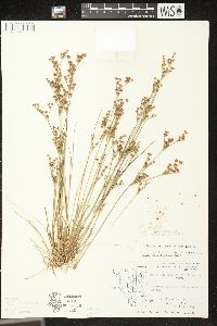 Juncus brevicaudatus image