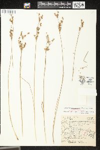 Juncus brevicaudatus image