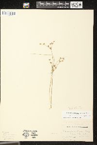 Juncus brevicaudatus image