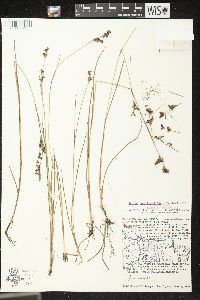 Juncus brevicaudatus image