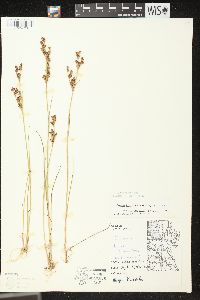 Juncus brevicaudatus image