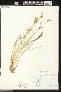 Juncus brevicaudatus image