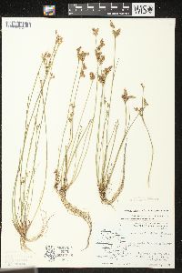 Juncus brevicaudatus image