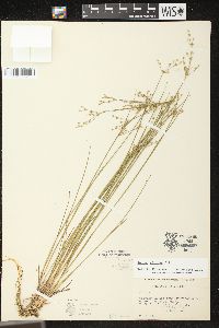 Juncus brevicaudatus image