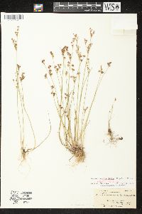 Juncus brevicaudatus image