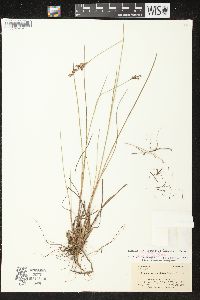 Juncus brevicaudatus image