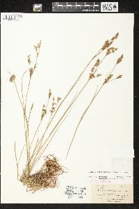 Juncus brevicaudatus image