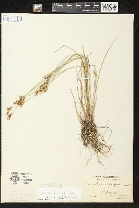 Juncus brevicaudatus image