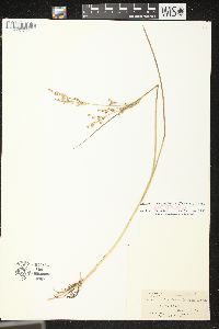 Juncus brevicaudatus image