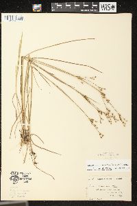 Juncus brevicaudatus image