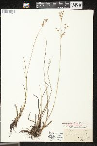 Juncus brevicaudatus image