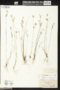 Juncus brevicaudatus image