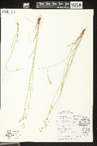 Juncus brevicaudatus image