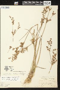 Juncus brevicaudatus image