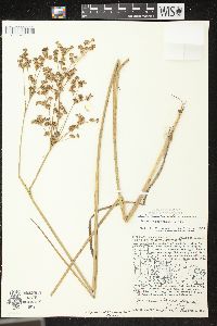 Juncus brevicaudatus image