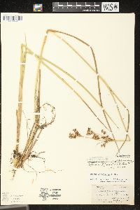 Juncus brevicaudatus image