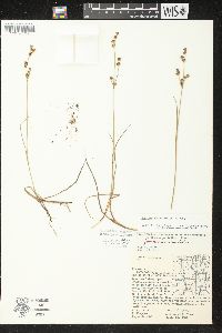 Juncus brevicaudatus image