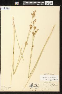 Juncus brevicaudatus image