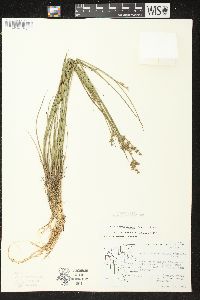 Juncus brevicaudatus image