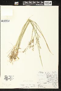 Juncus brevicaudatus image