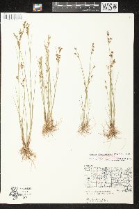 Juncus brevicaudatus image