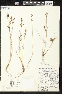 Juncus brevicaudatus image